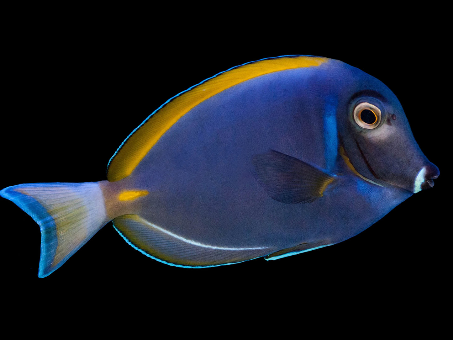 Powder Blue X White Cheek Hybrid Tang