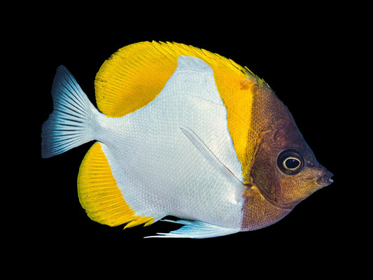 Pyramid Butterflyfish