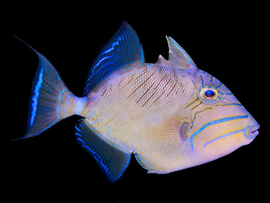 Queen Triggerfish