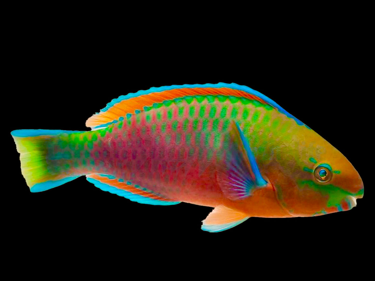 Quoyi Parrotfish