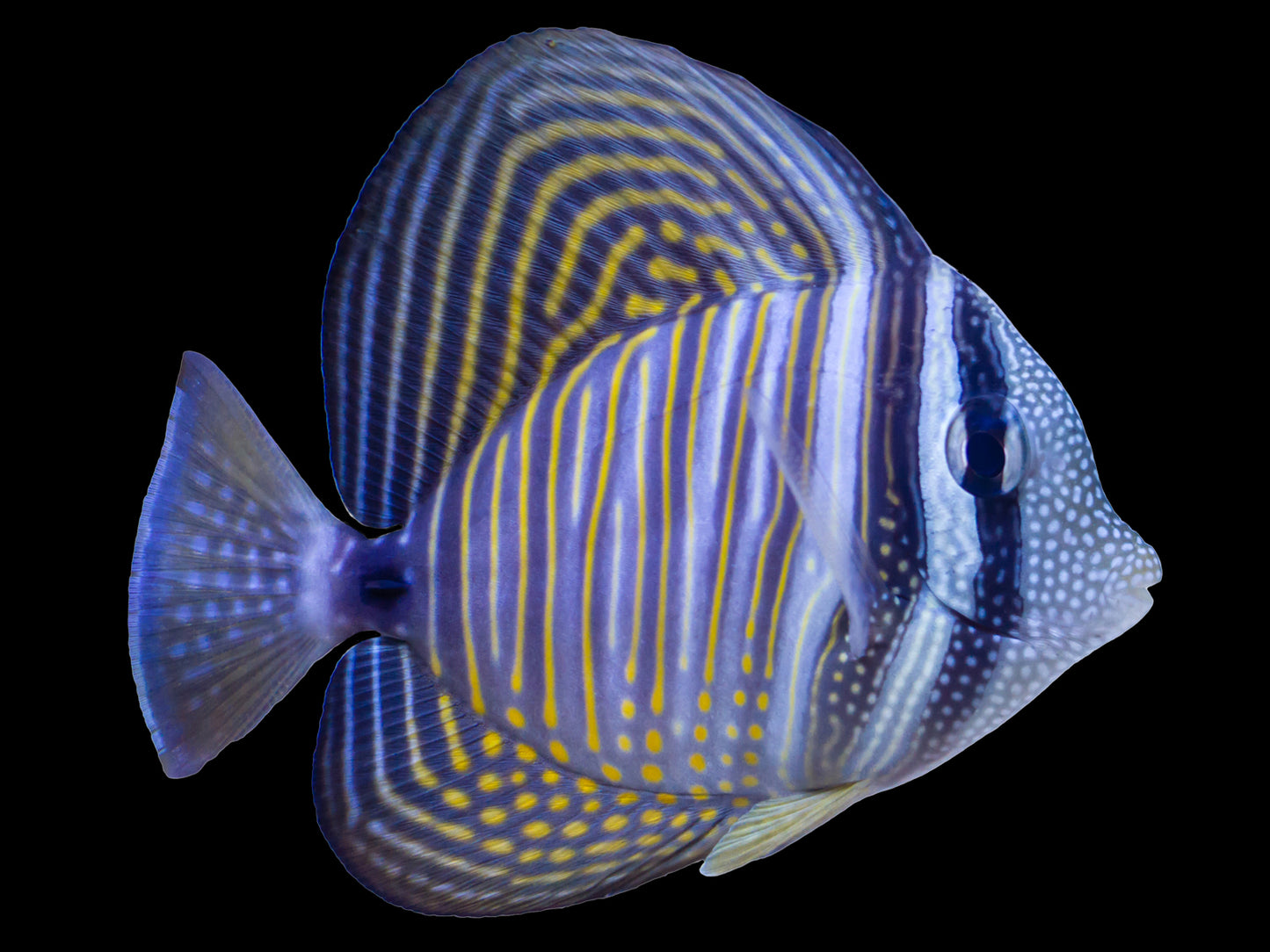 Red Sea Desjardini Sailfin Tang