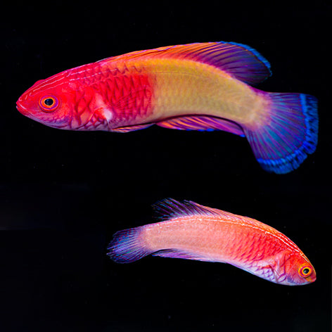 Red Velvet Wrasse Pair