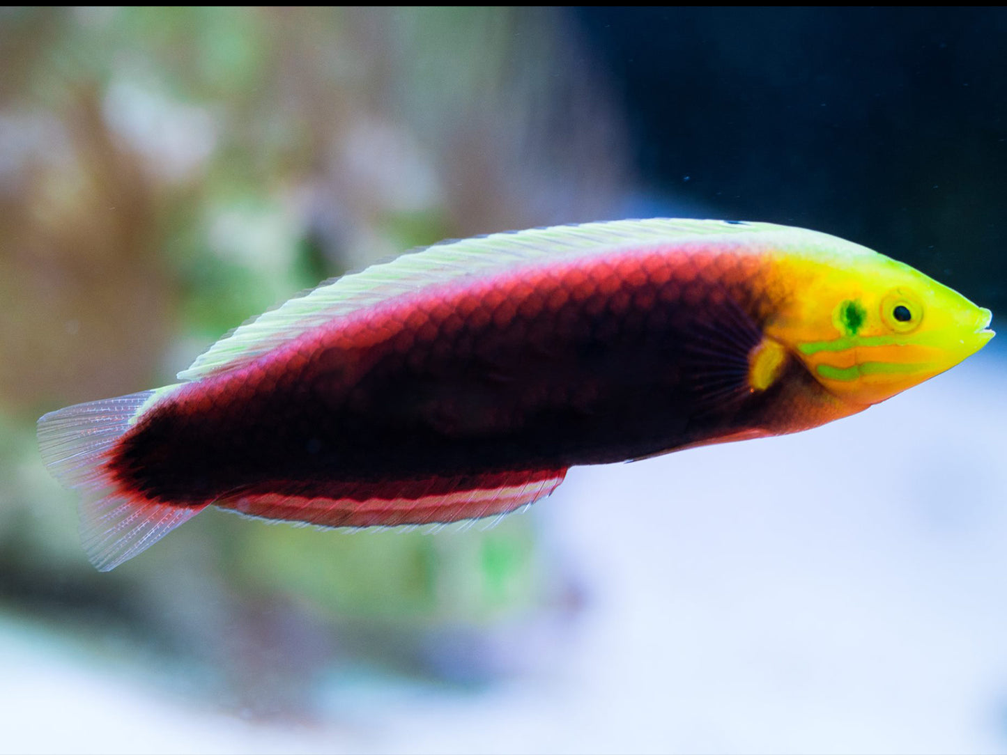 Radiant Wrasse