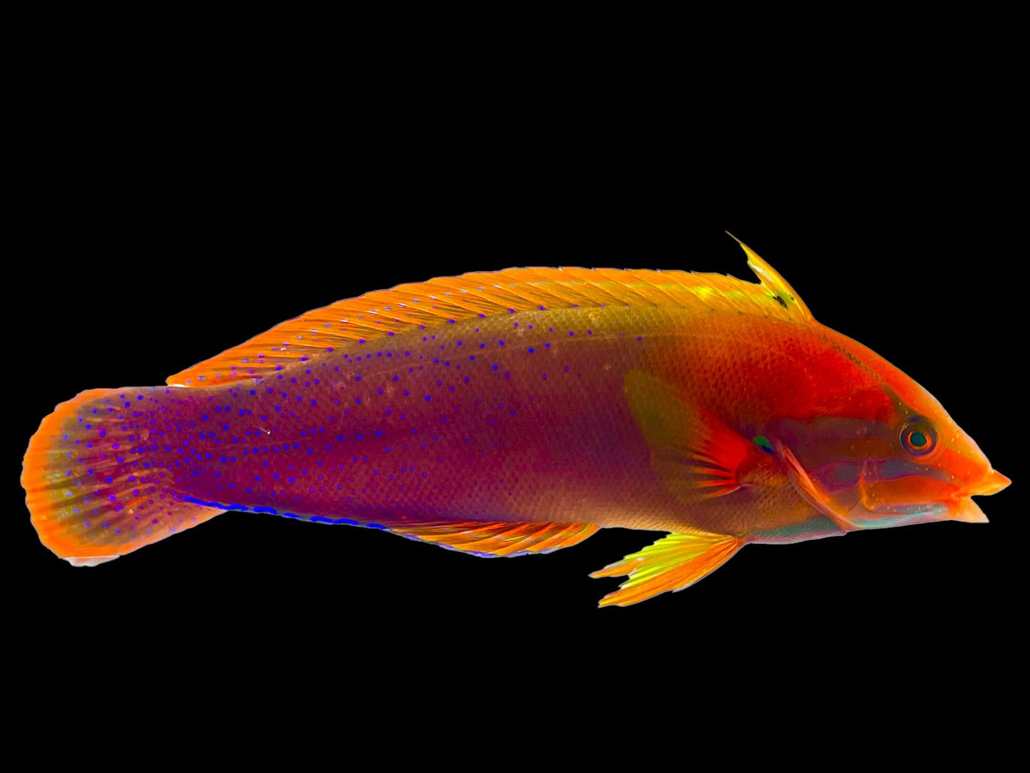 Red Coris Wrasse Adult