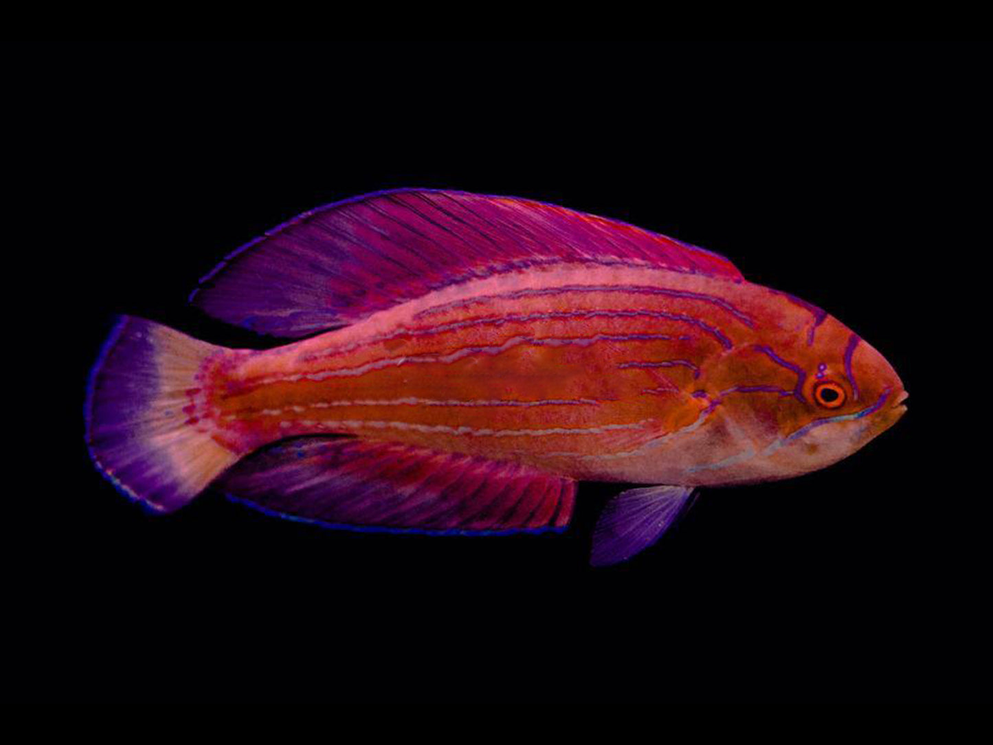 Red Sea Eightline Flasher Wrasse