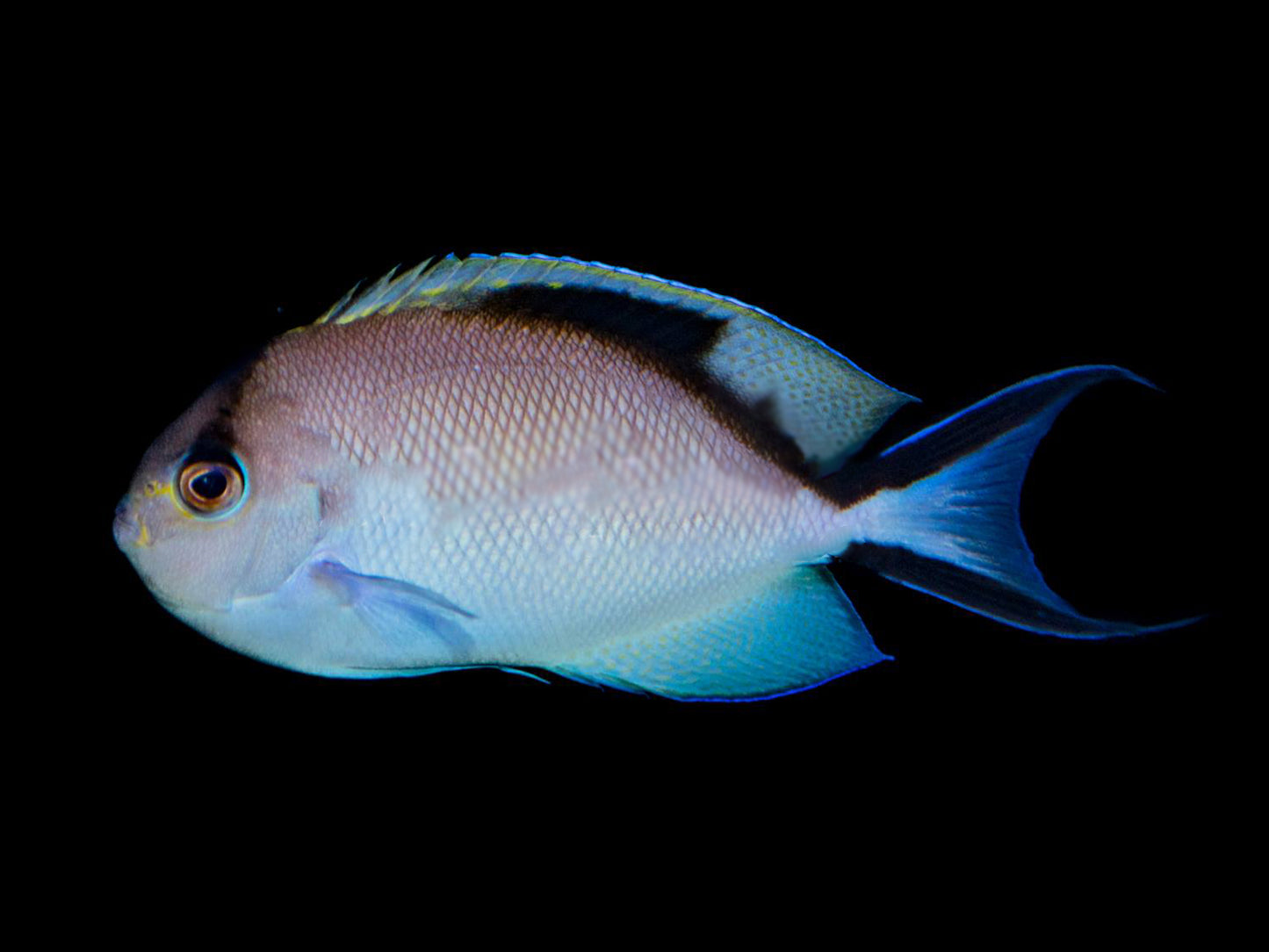 Red Sea Zebra Masked Swallowtail Angelfish Female