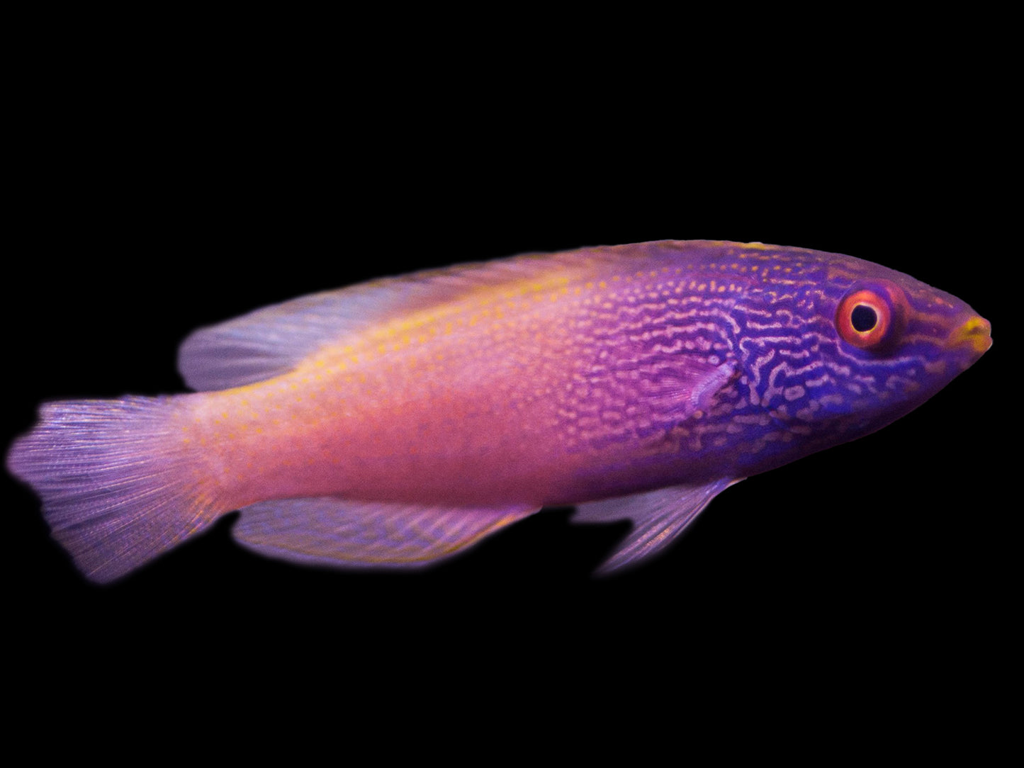 Golden Rhomboid Fairy Wrasse Sub-Adult/Female