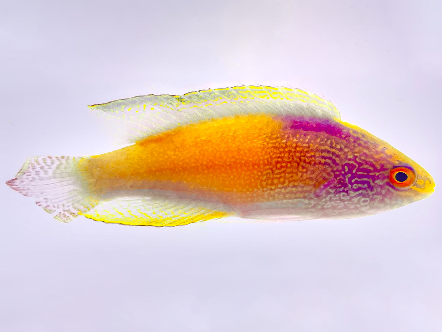 Golden Rhomboid Fairy Wrasse Initial Phase