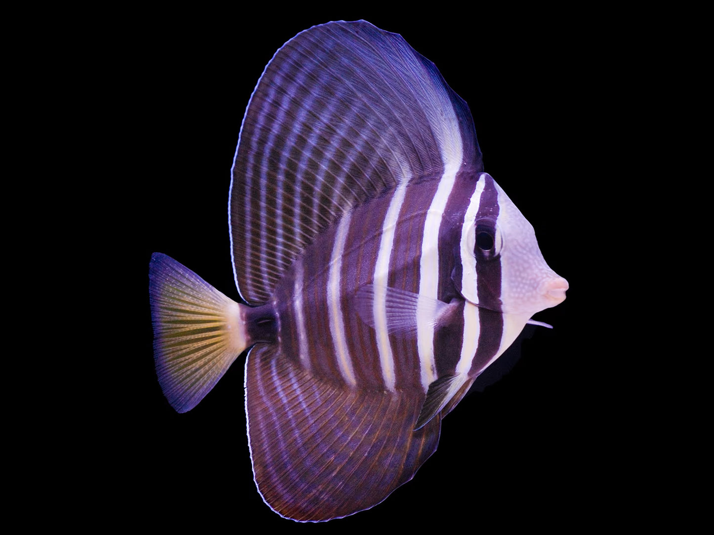 Sailfin Tang