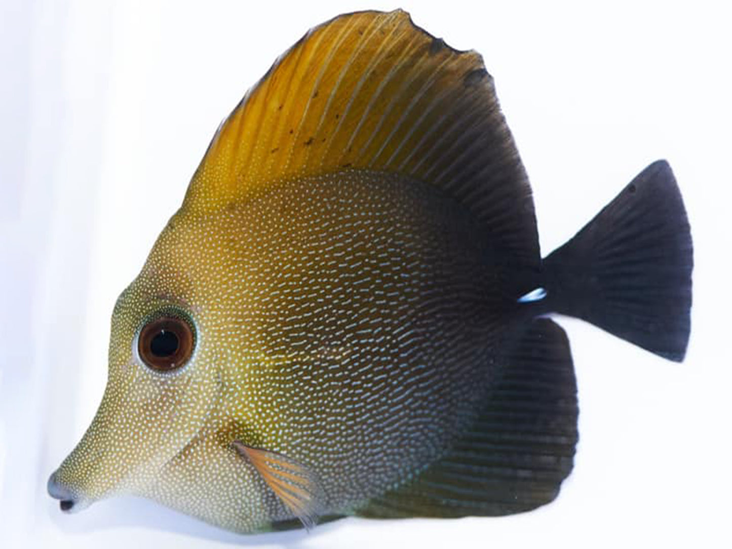 Brown Scopas Tang