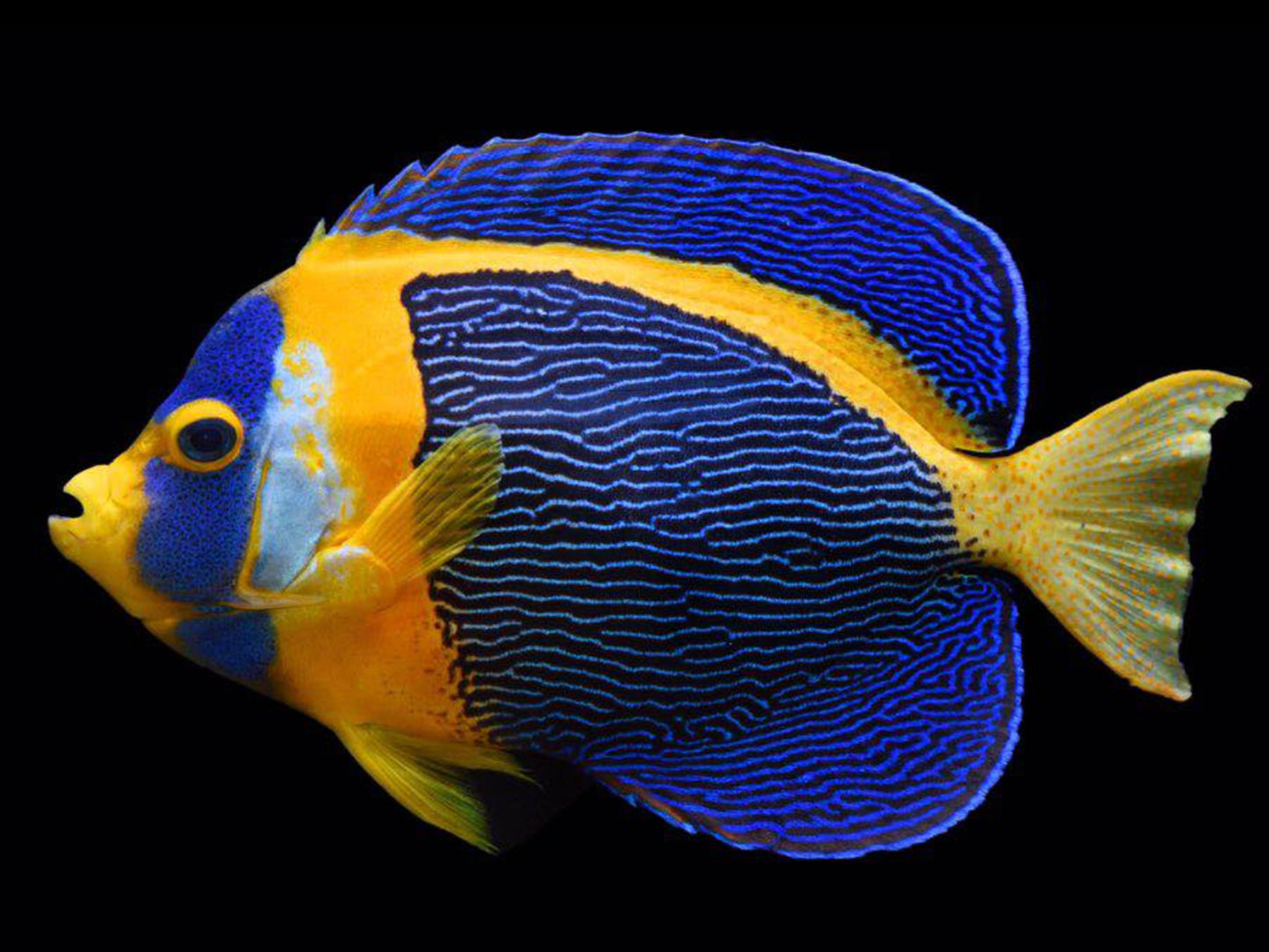 Scribbled Angelfish