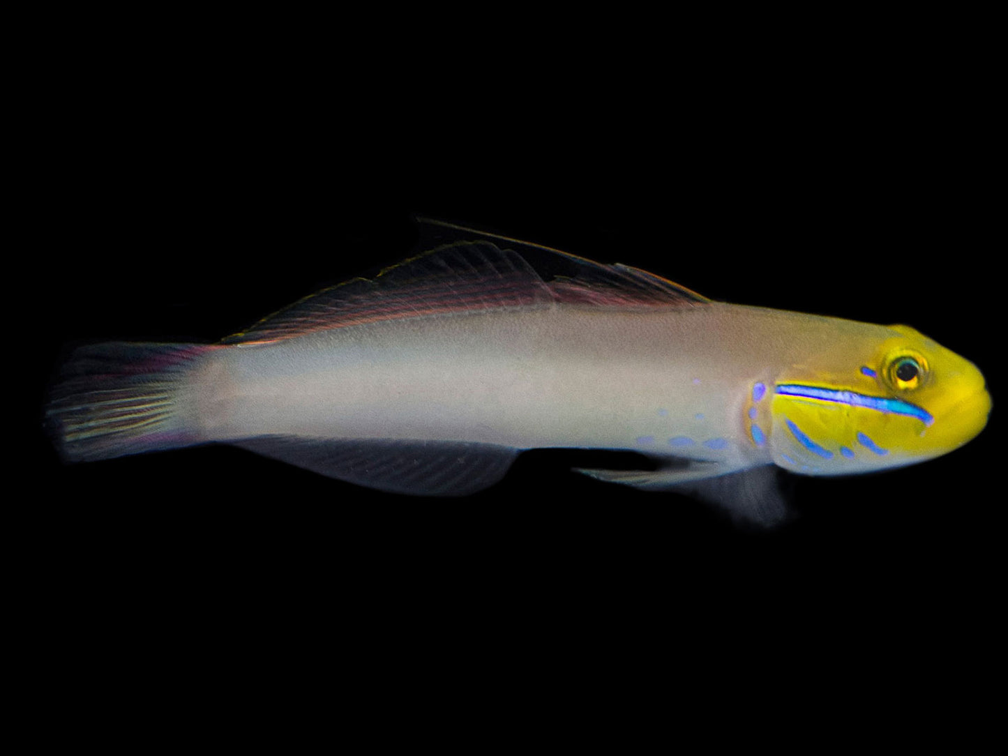 Yellowheaded Sleeper Goby