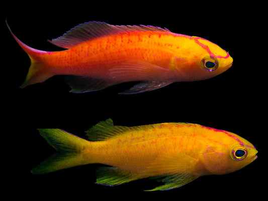 Sunset Anthias