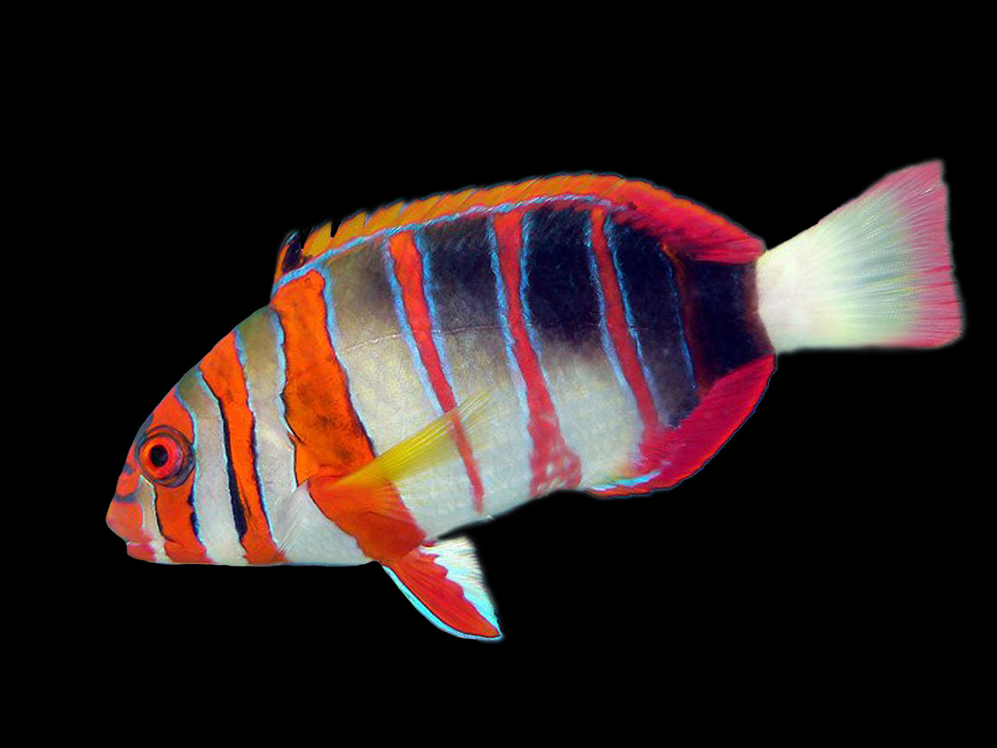 Harlequin Tusk