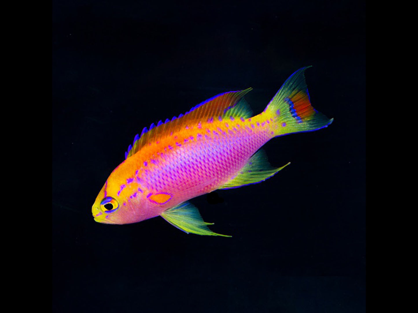 Japanese Ventralis Anthias Male