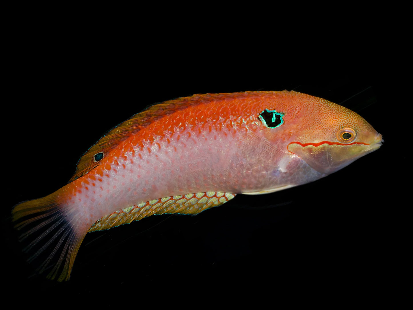 Vivien's Leopard Wrasse Male