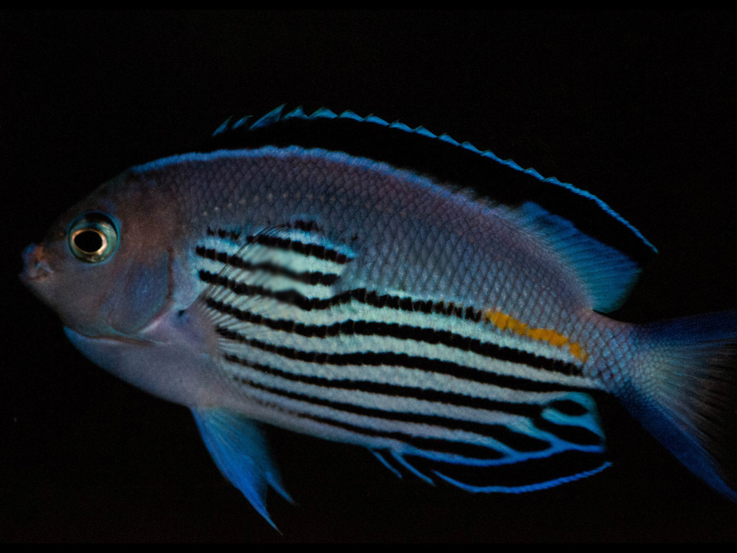 Watanabei Angelfish Male