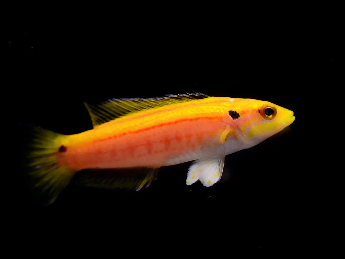 Yellow Candy Hogfish