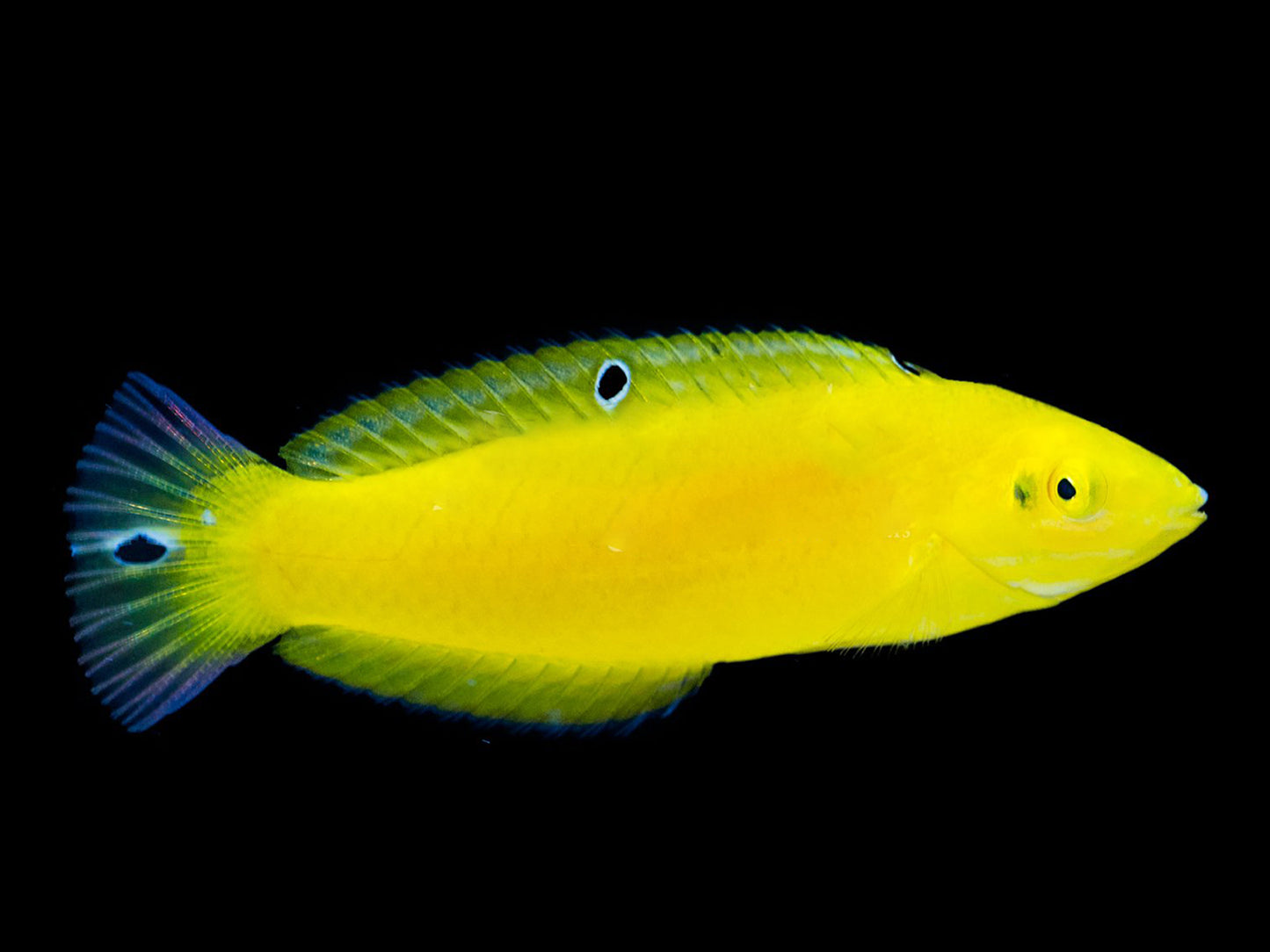 Yellow Coris Wrasse