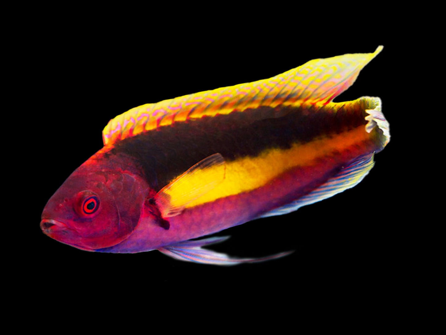 Yellow Banded Velvet Wrasse