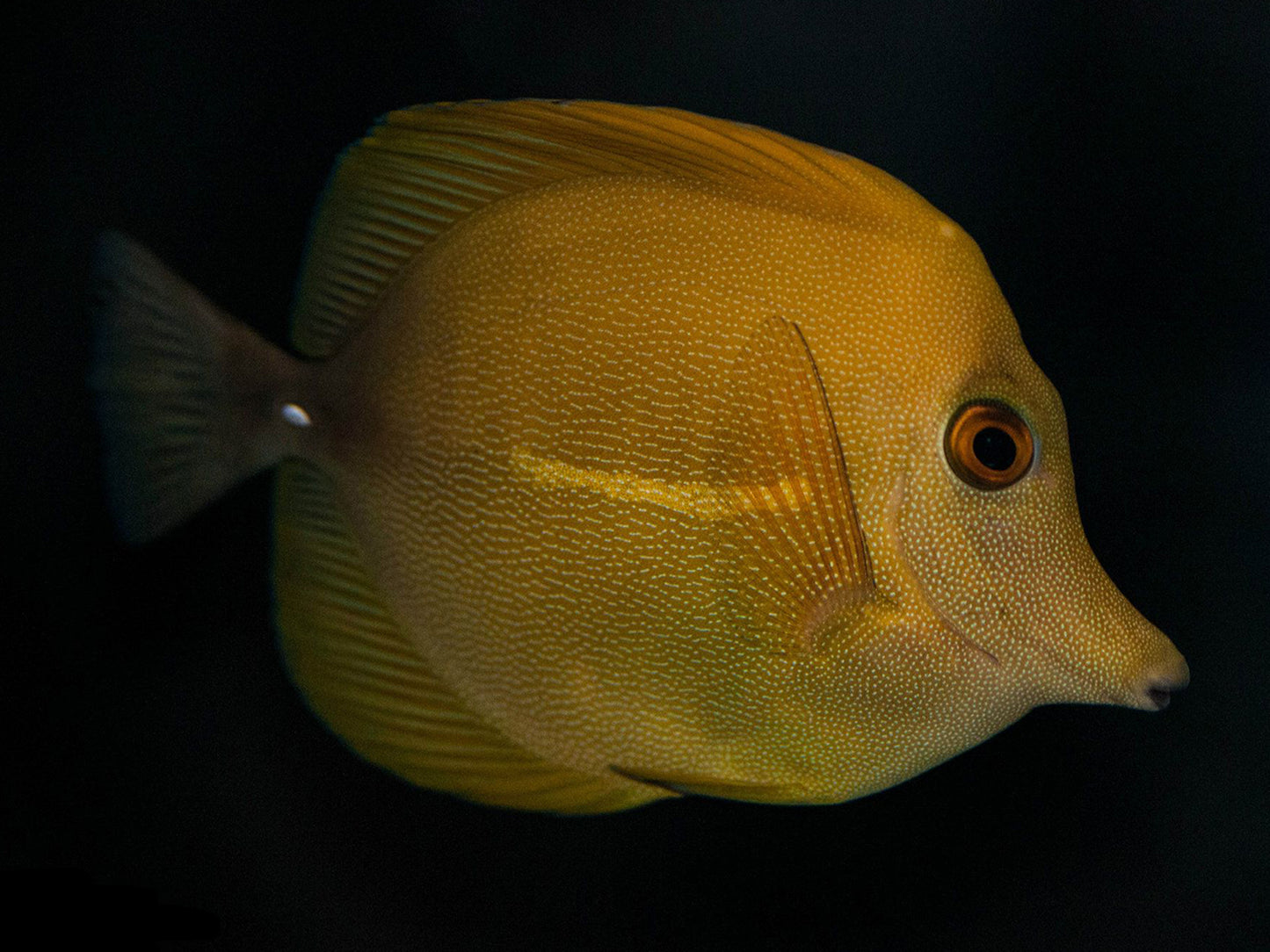 Yellow Scopas Tang