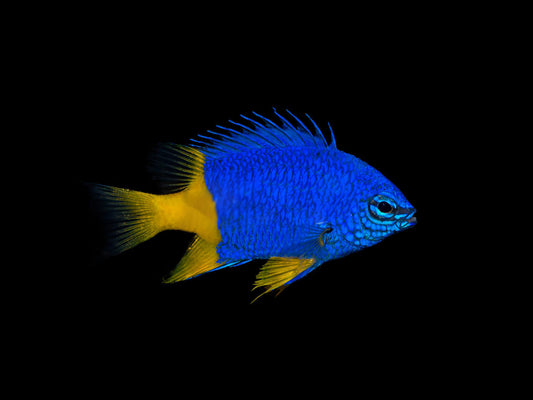 Yellowtail Damselfish