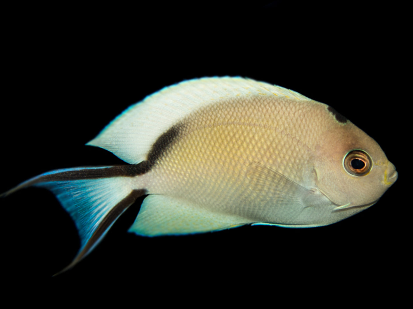 Red Sea Zebra Masked Swallowtail Angelfish Female