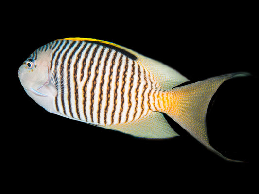 Red Sea Zebra Masked Swallowtail Angelfish Male