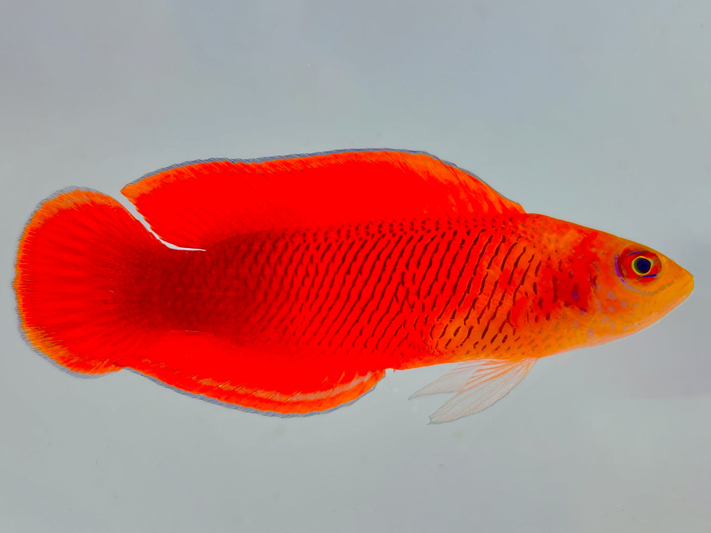 Oblique-Lined Dottyback Male