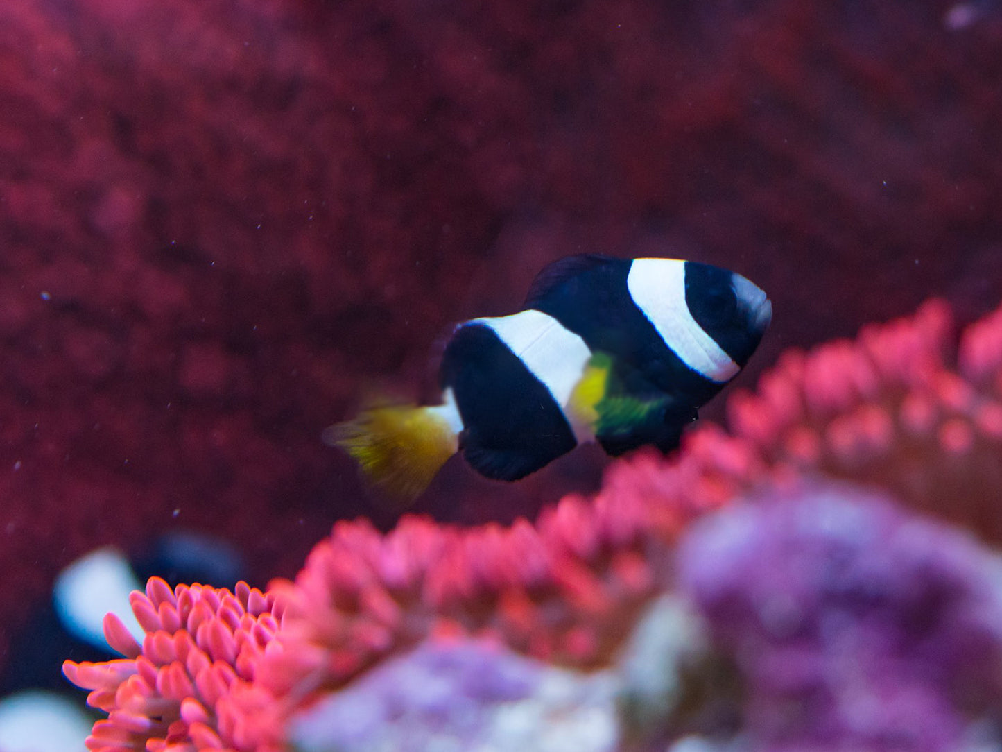 Western Australia A. Milii Clownfish