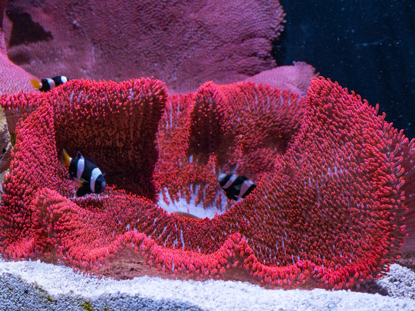 Western Australia A. milii Clownfish Mated Pair