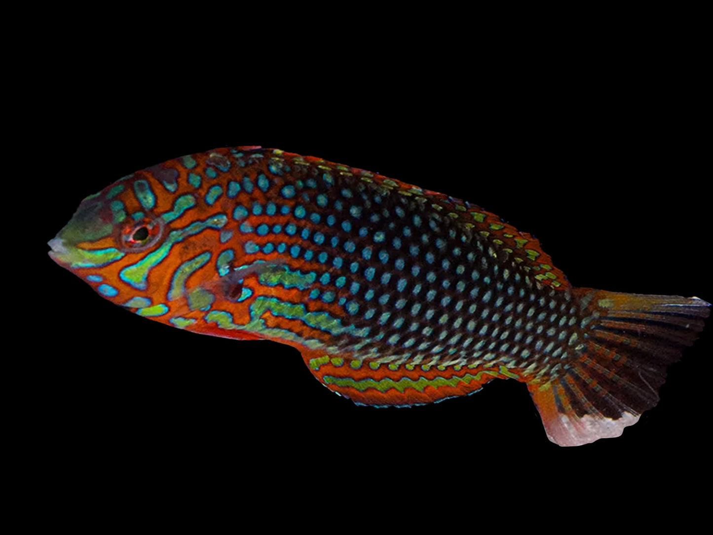 Ornate Leopard Wrasse