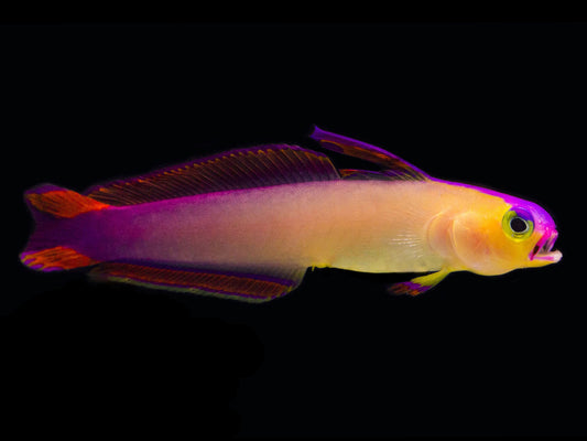 Purple Firefish Goby