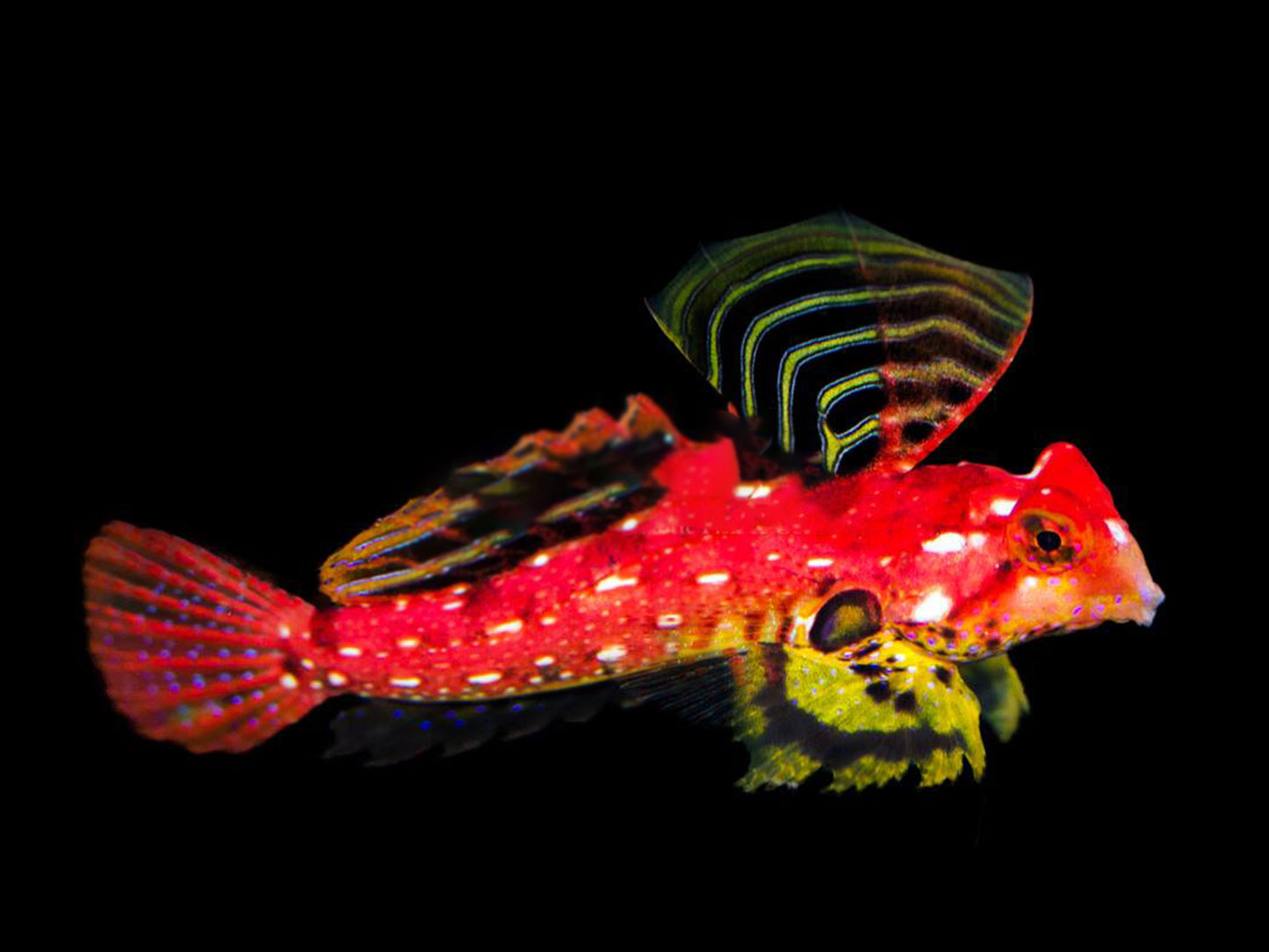 Ruby Red Dragonet