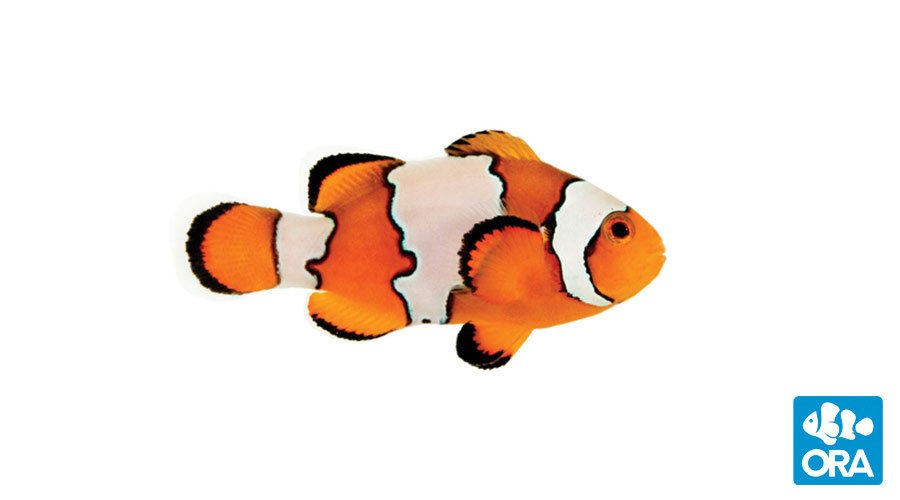 Snowflake Clownfish (ORA)