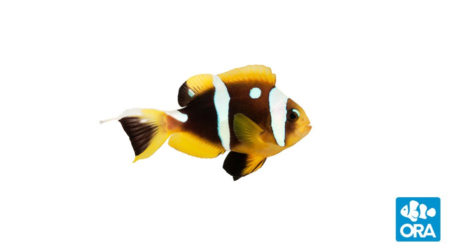 Spotcinctus Clownfish (ORA)