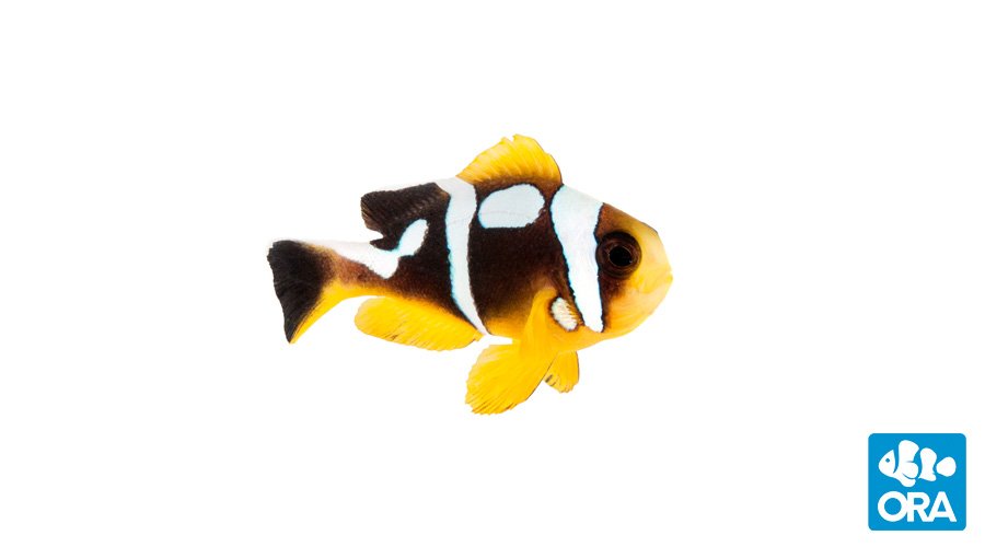 Spotcinctus Clownfish (ORA)