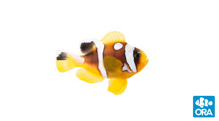 Spotcinctus Clownfish (ORA)