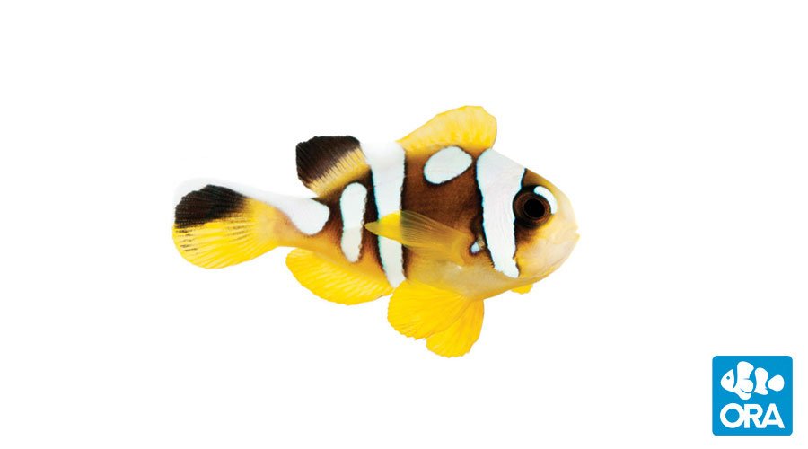 Spotcinctus Clownfish (ORA)