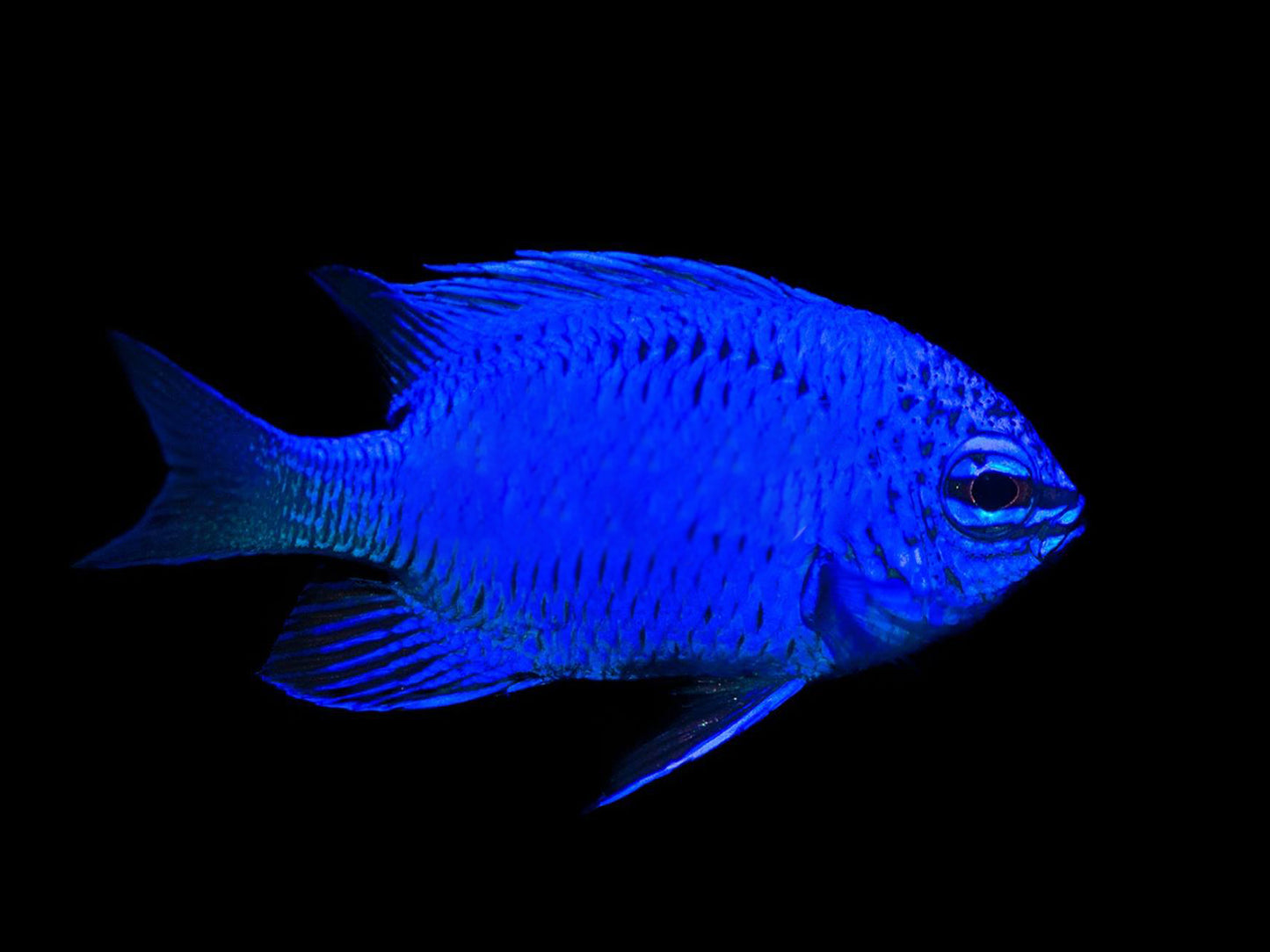 Springeri Damselfish