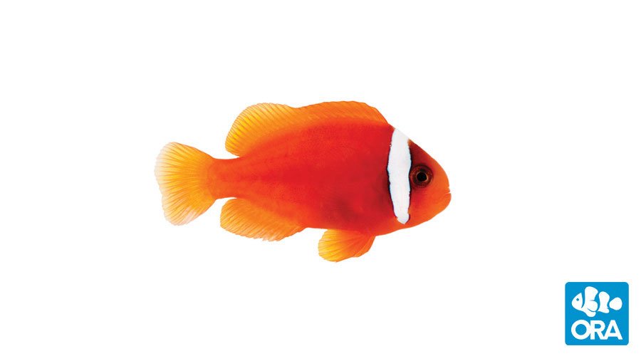 Tomato Clownfish (ORA)