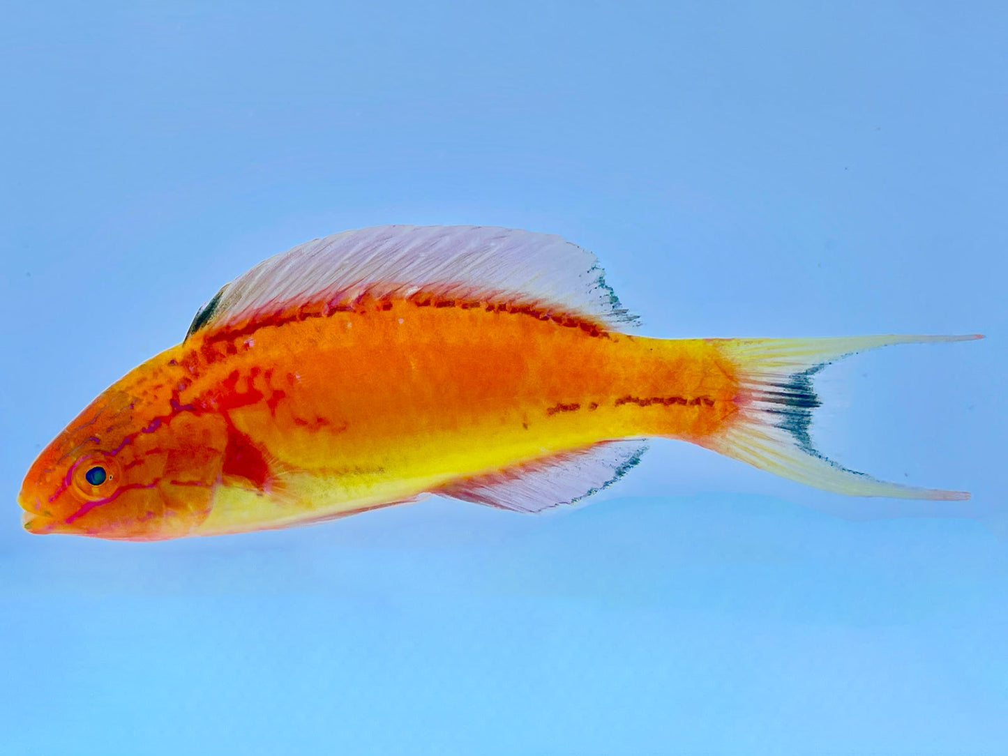 Johnsoni Fairy Wrasse Terminal Phase