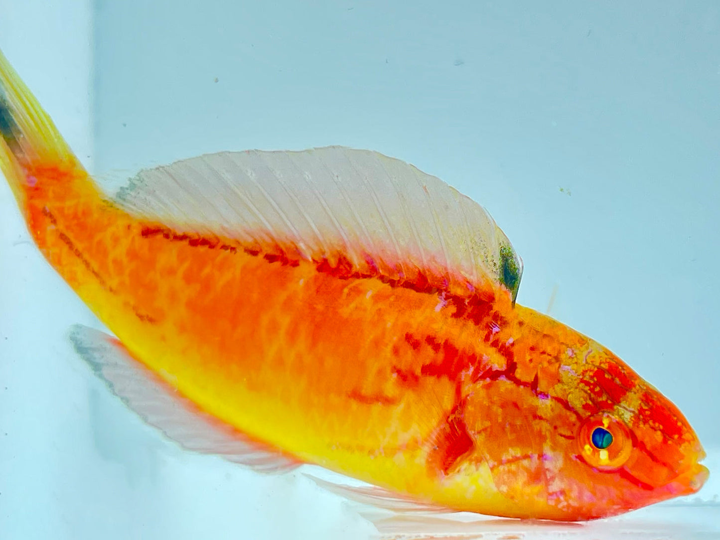 Johnsoni Fairy Wrasse Terminal Phase