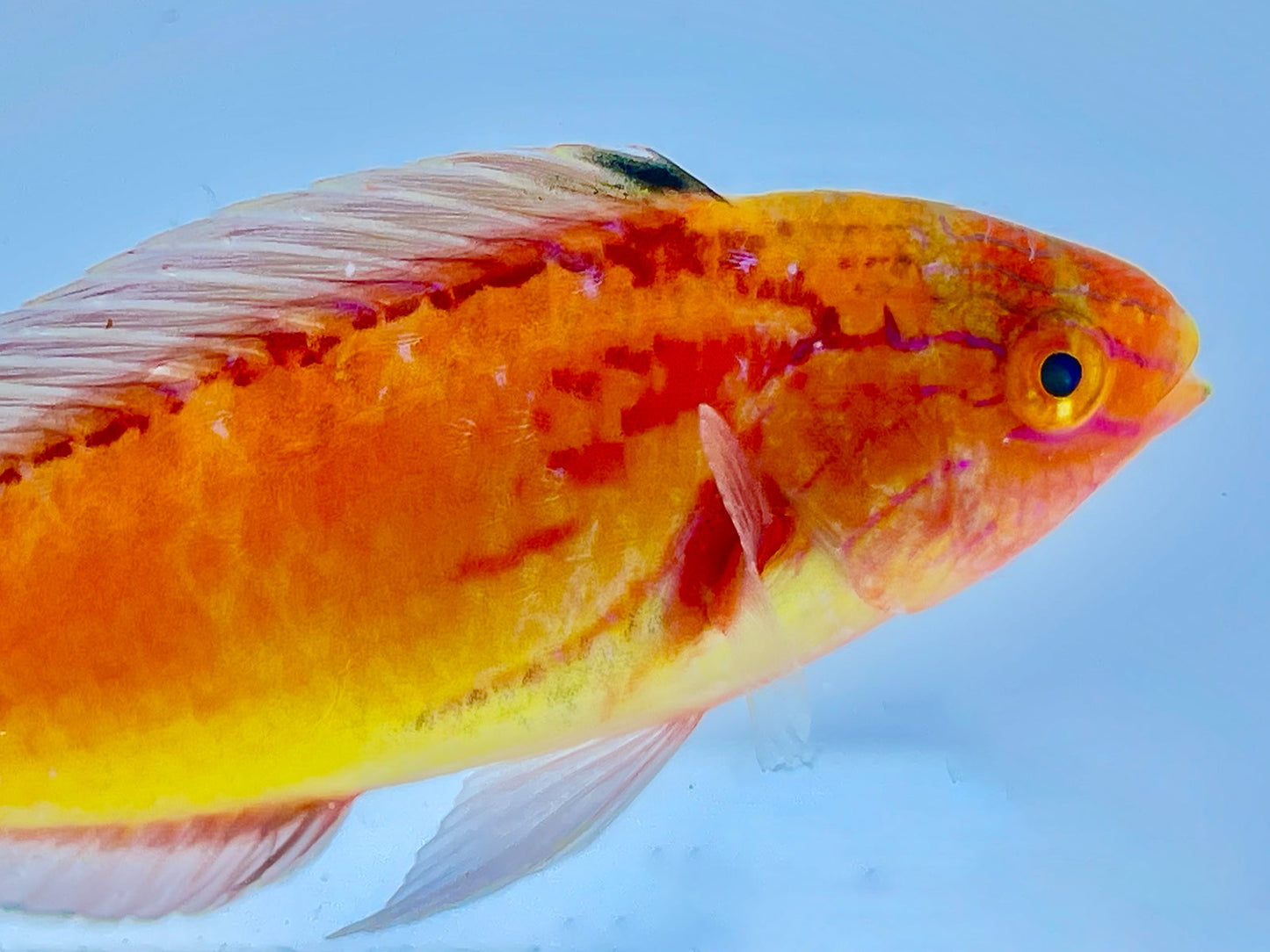 Johnsoni Fairy Wrasse Terminal Phase