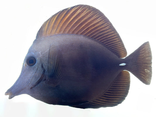 Black Longnose X Scopas Hybrid Tang WYSIWYG SHOW