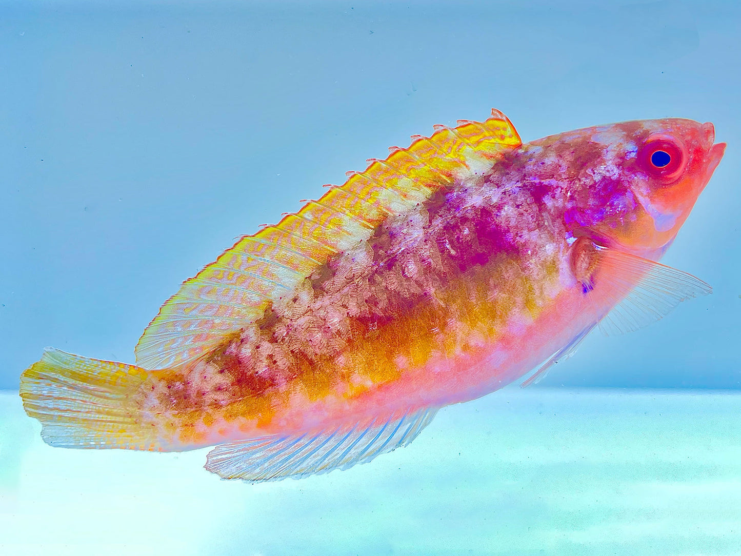 Yellow Banded Velvet Wrasse