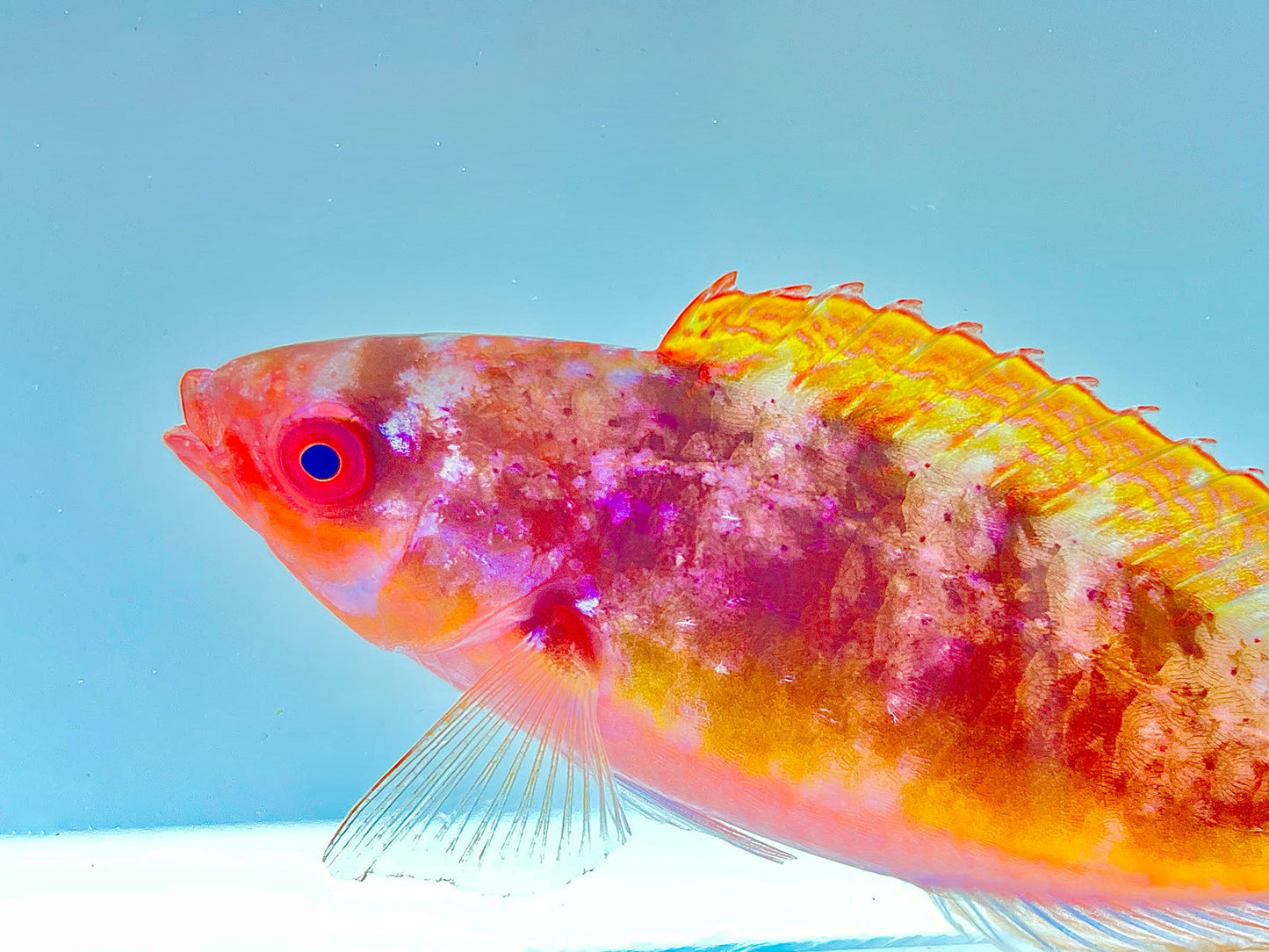 Yellow Banded Velvet Wrasse