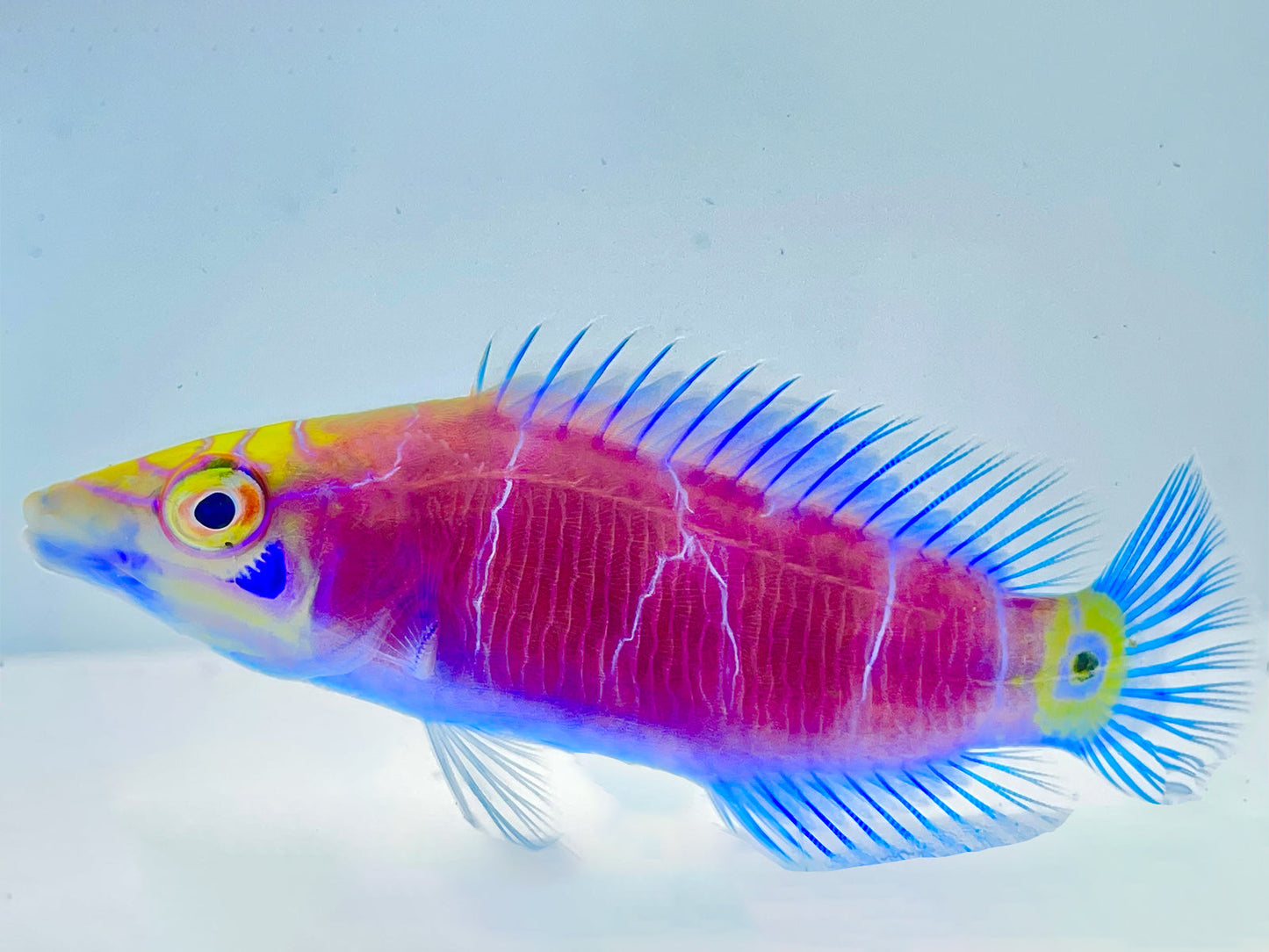 Mystery Wrasse Misbar WYSIWYG