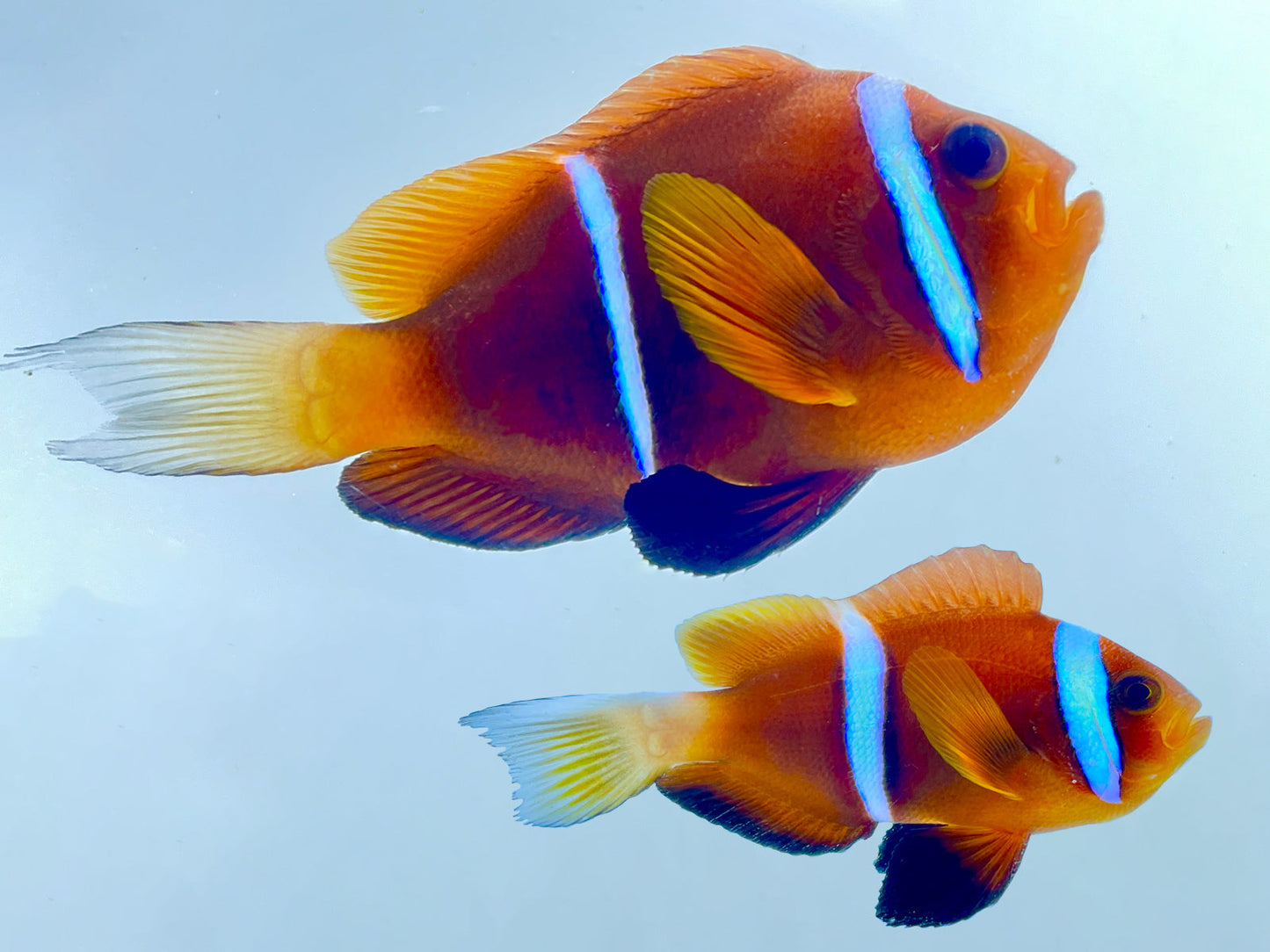 Oman Clownfish Pair