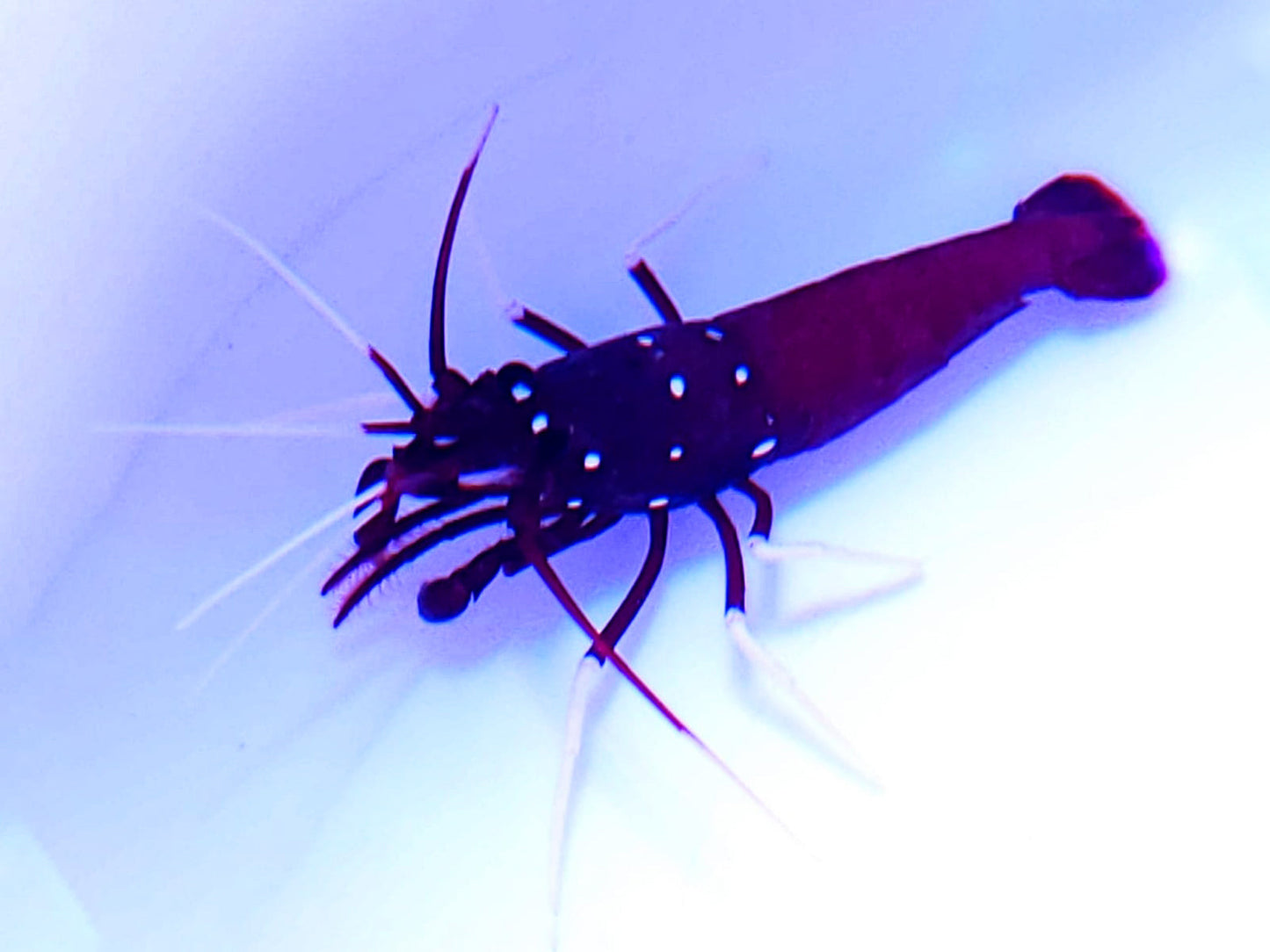 Blood Fire Shrimp